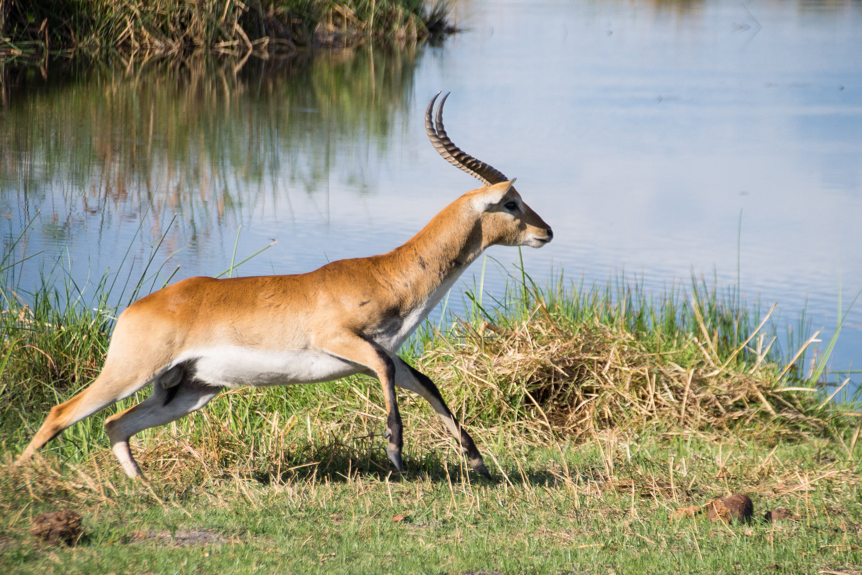 Lechwe rouge (Red lechwe, Kobus leche ssp leche), fuite d'un mâle adulte à l'approche de guépards, Réserve de Kwando, Delta de l'Okavango, Botswana.